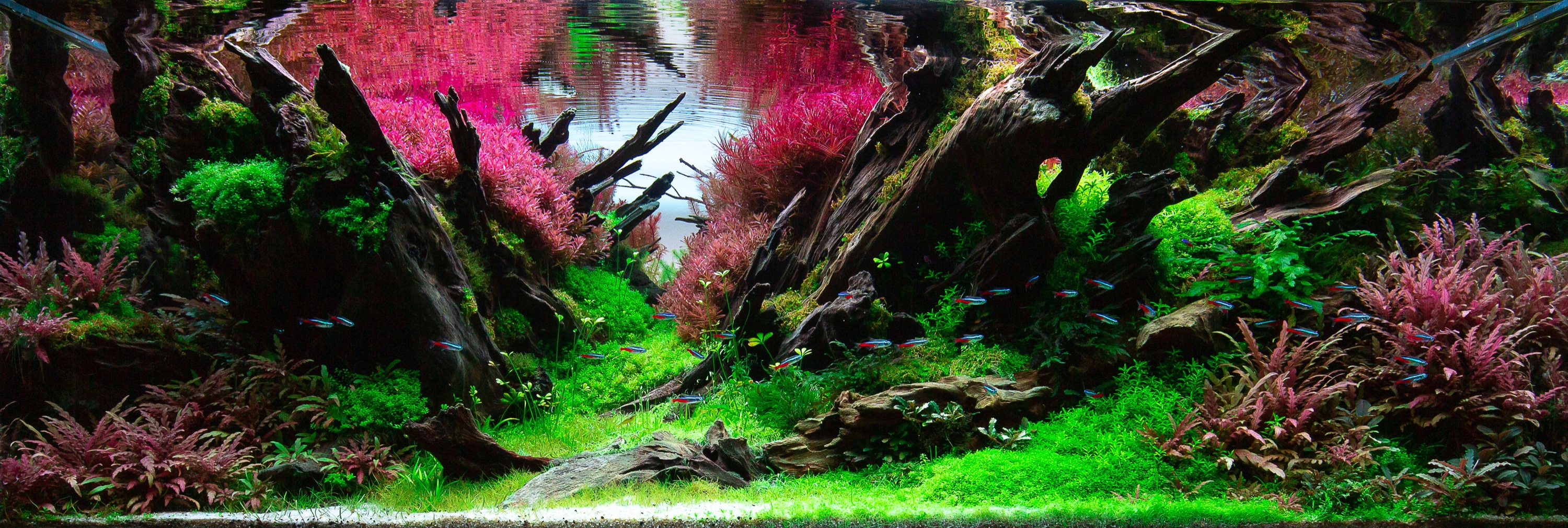 Diorama / Forest