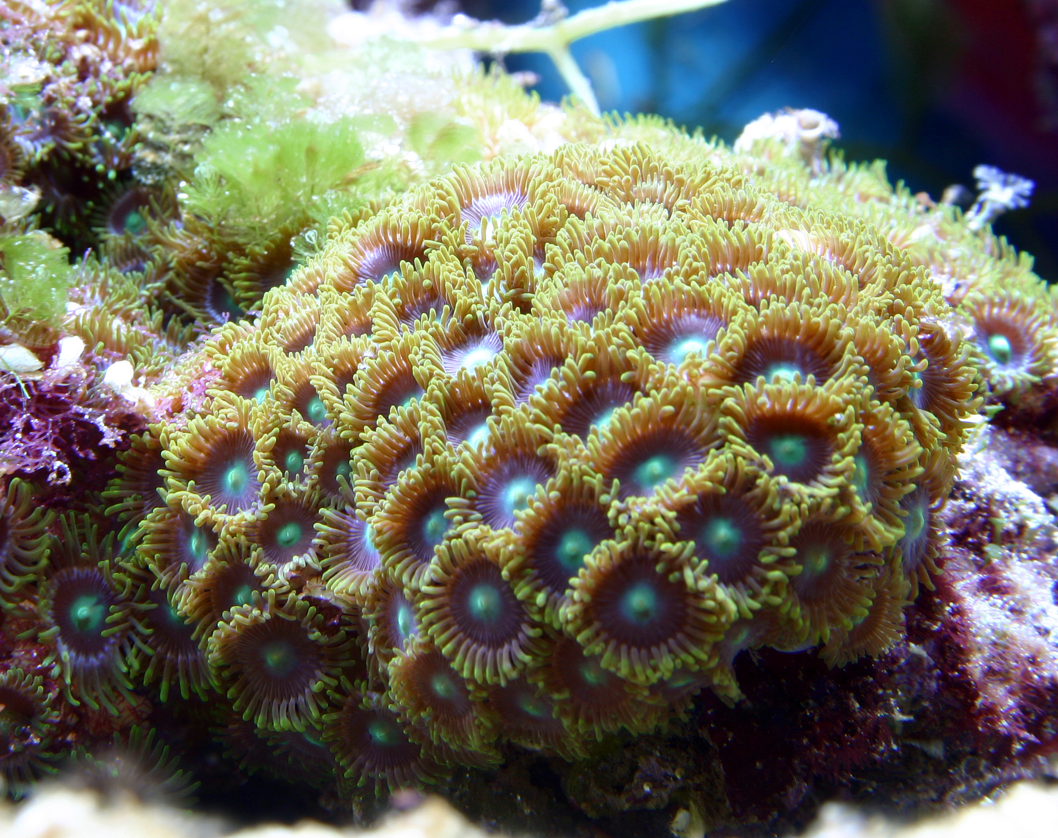Naturalna kolonia Zoanthus