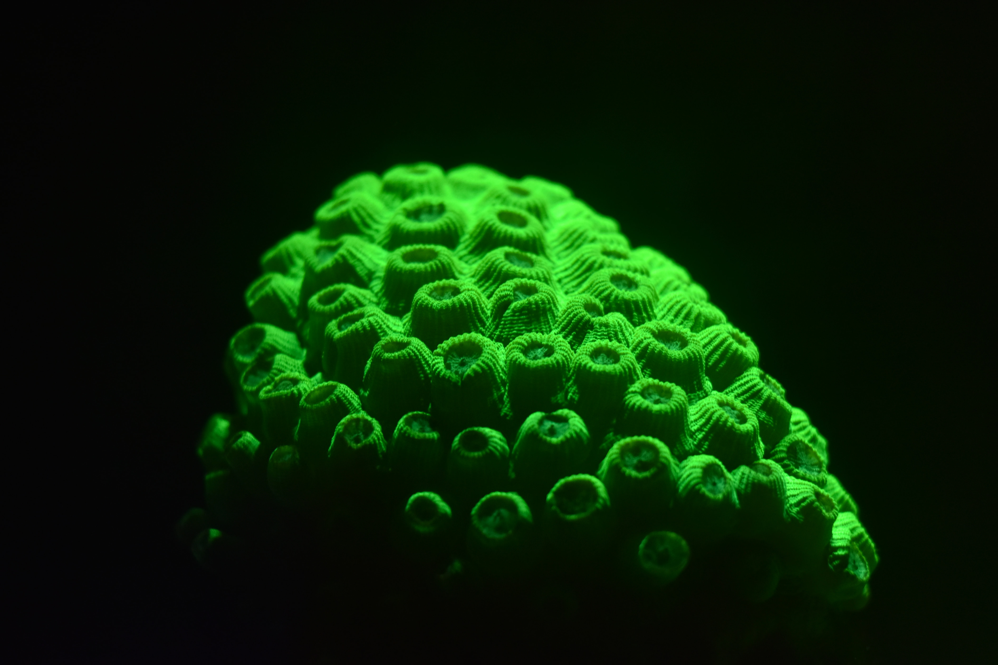 Fluorescent Night Reef