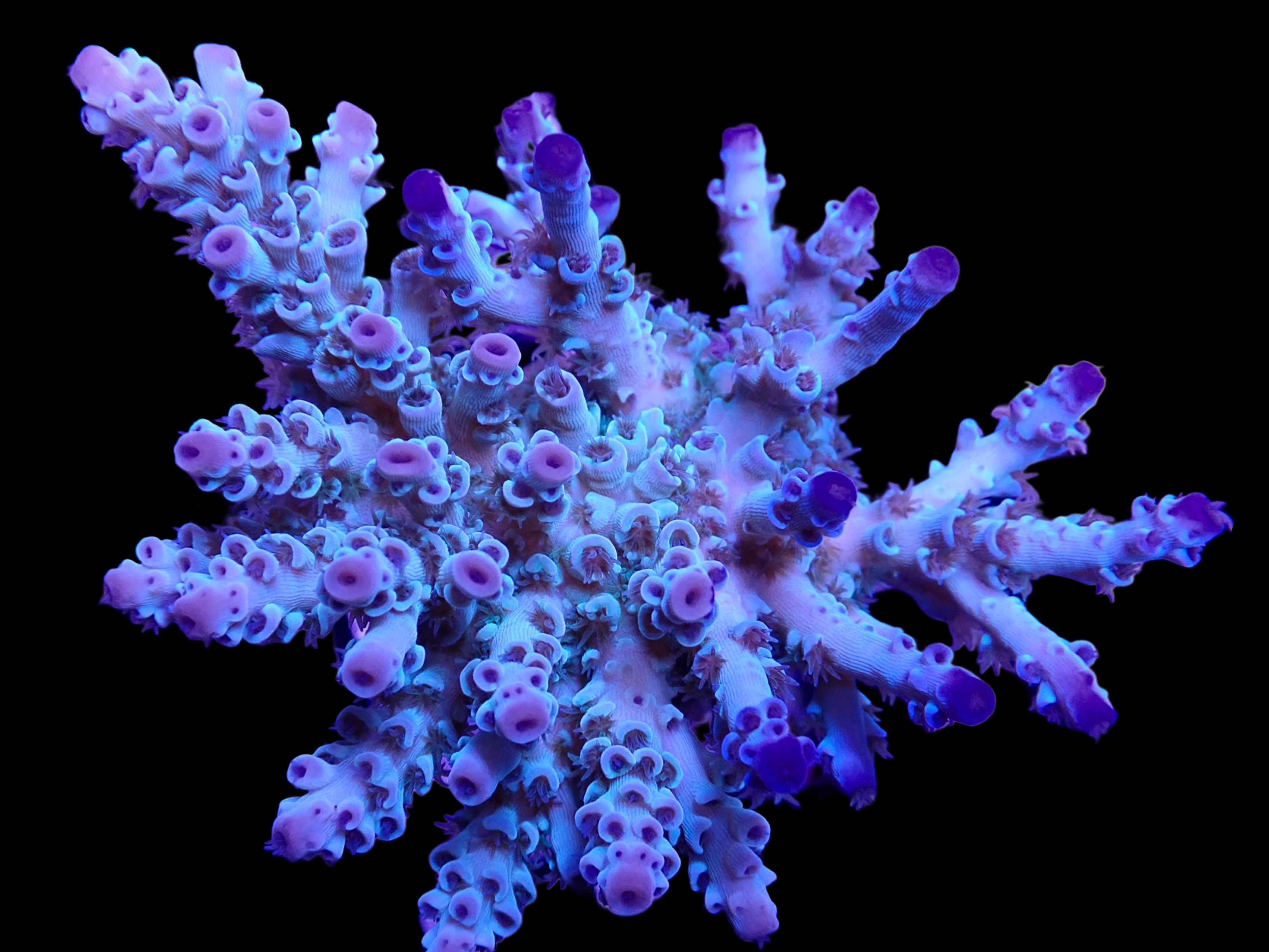 SPS / Acropora